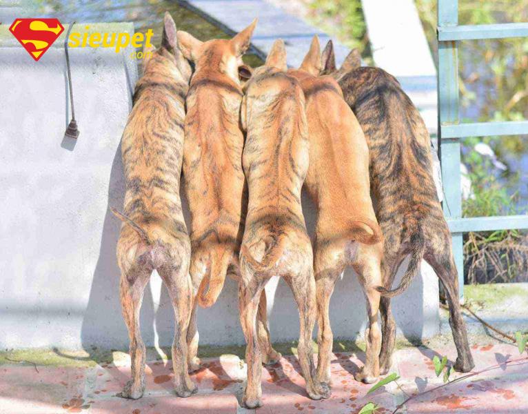 Rủi ro khi cho chó au88 bắt chuột