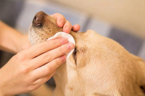 vệ sinh mắt cho chó mỗi ngày
