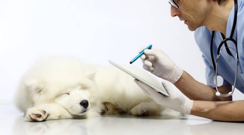 Đưa au88 app đi tiêm phòng vaccine định kì