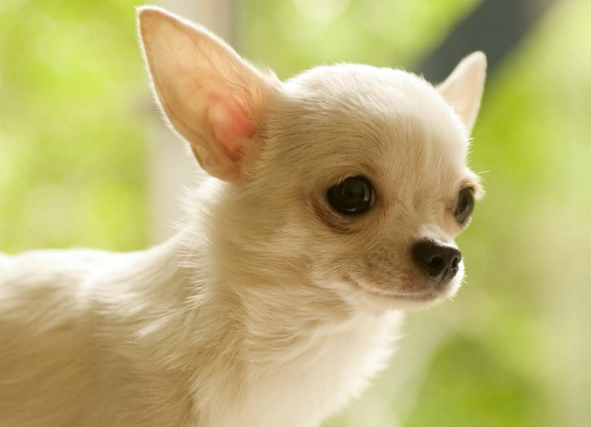 ảnh chó chihuahua thuần chủng